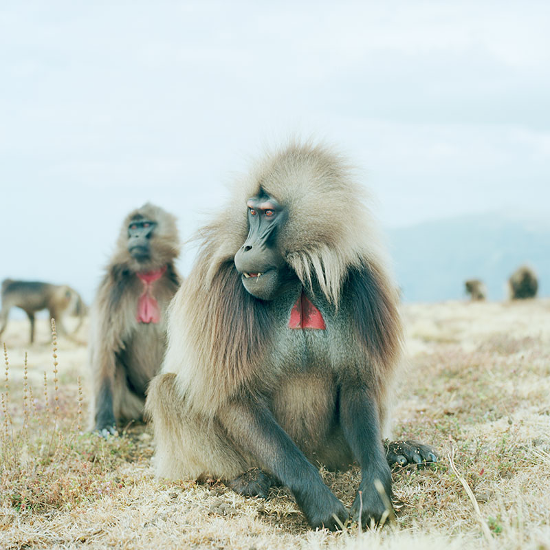 baboon.jpeg->description