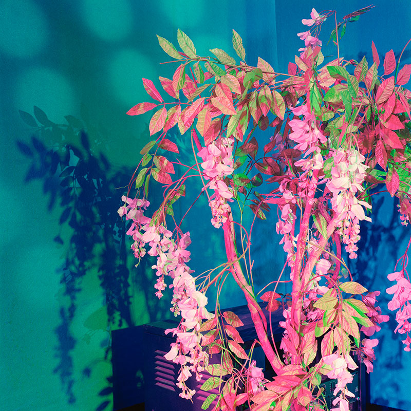 plant.jpeg->description