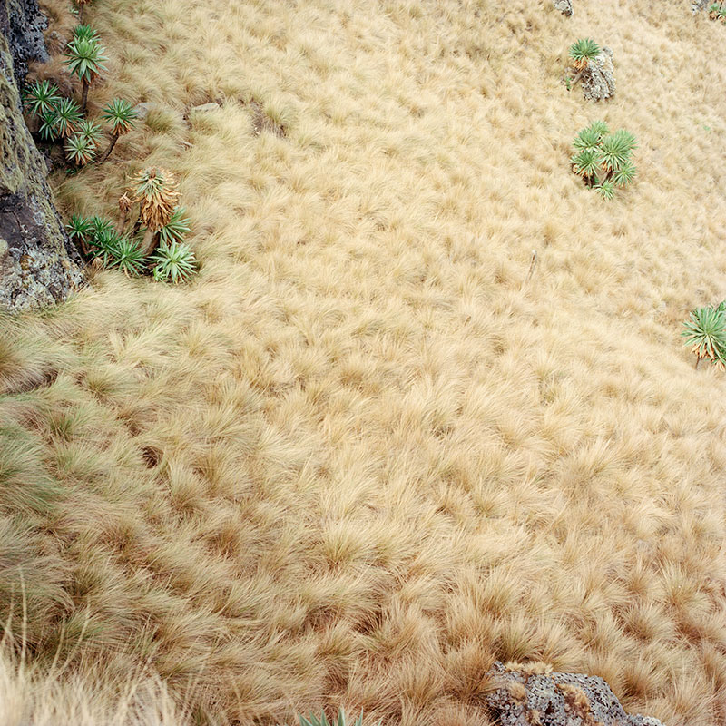 grass.jpeg->description