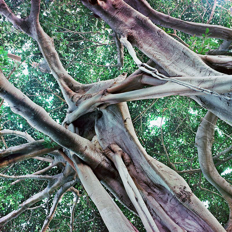 banyan04.jpg->description