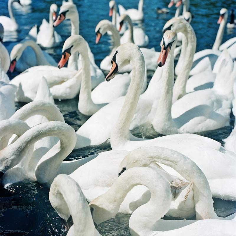 59070012_swans_web.jpg->description