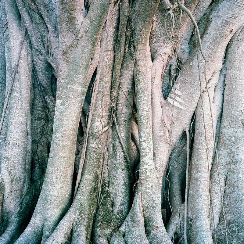 banyan_05.jpg->description