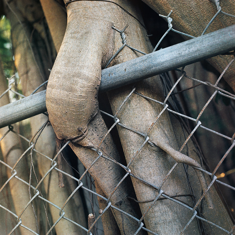 banyan_20.jpg->description